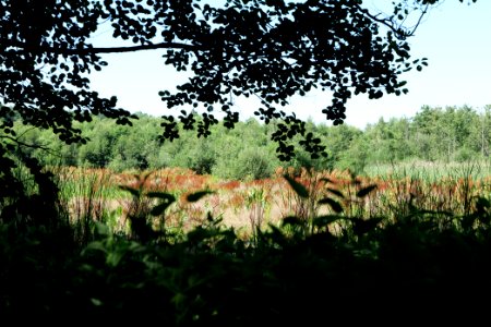 Sedimentation area of Herrensee Strausberg 2020-08-05 20