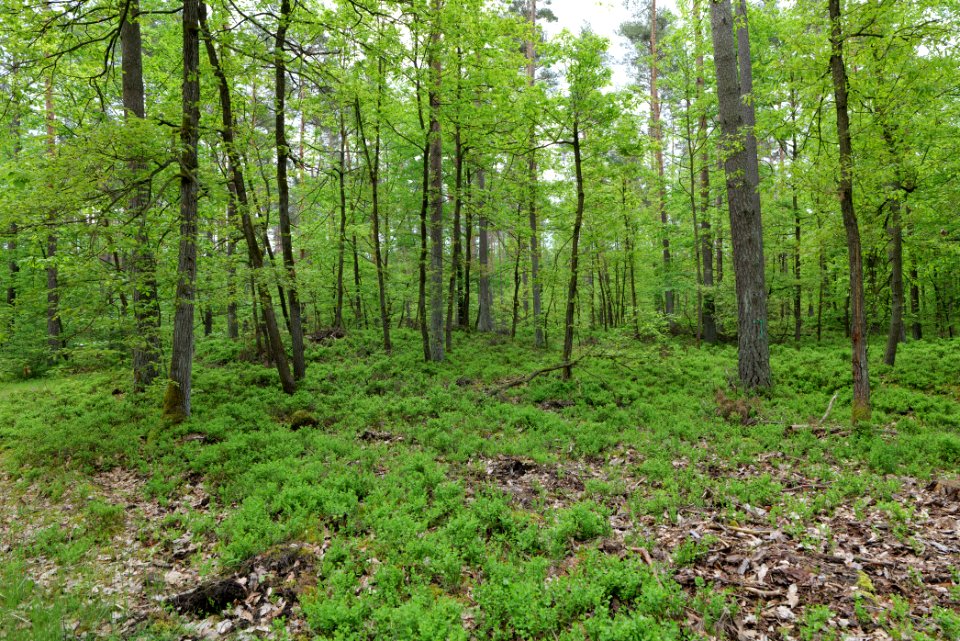 SAC Kleine Schorfheide - Havel 2021-05-29 153
