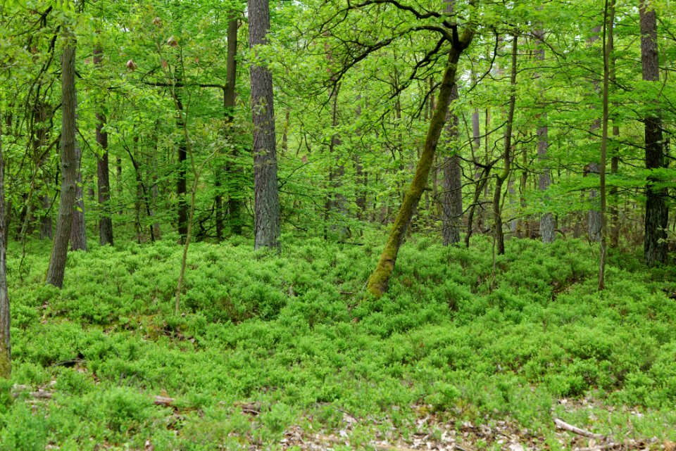 SAC Kleine Schorfheide - Havel 2021-05-29 147