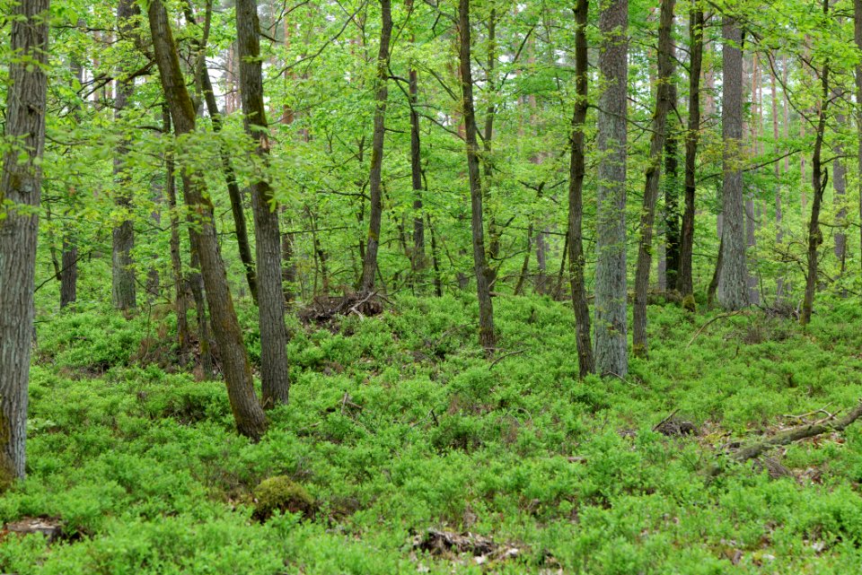 SAC Kleine Schorfheide - Havel 2021-05-29 144