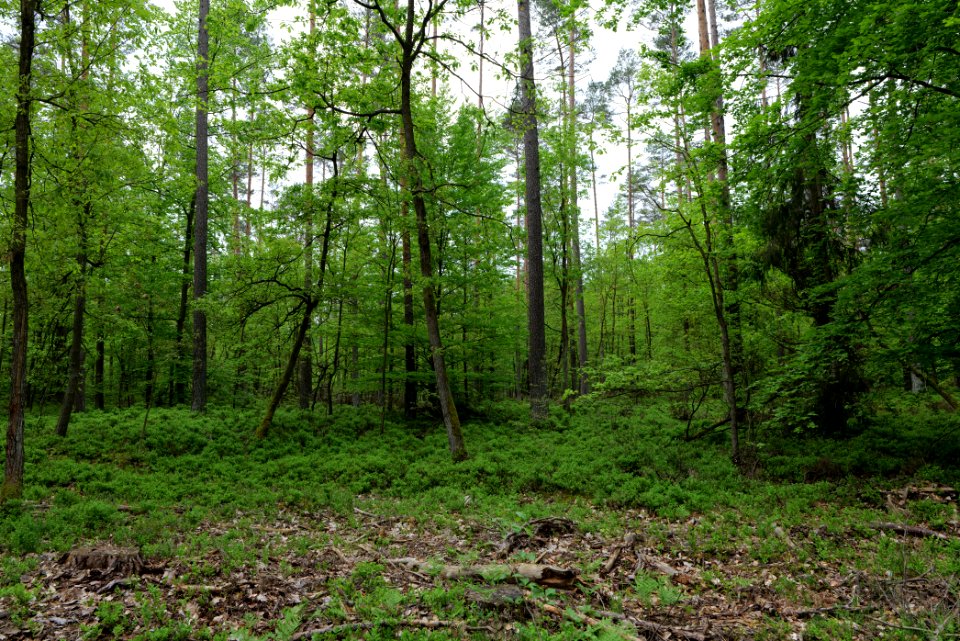 SAC Kleine Schorfheide - Havel 2021-05-29 150
