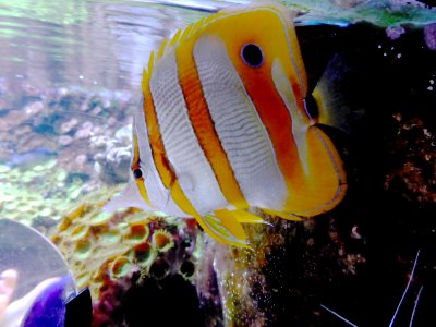 Sealife-Munich-5