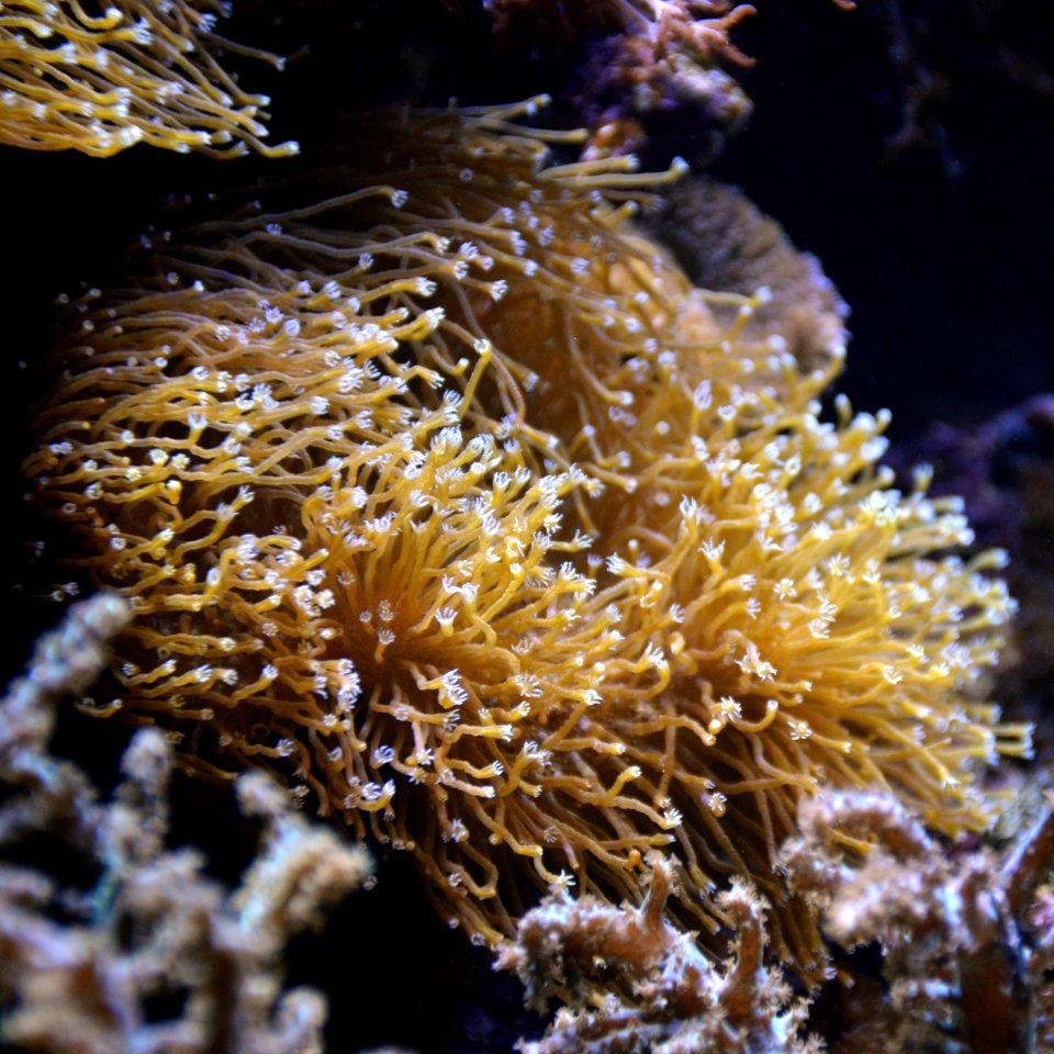Sarcophyton Aquarium tropical du Palais de la Porte Dorée 10 04 2016 1