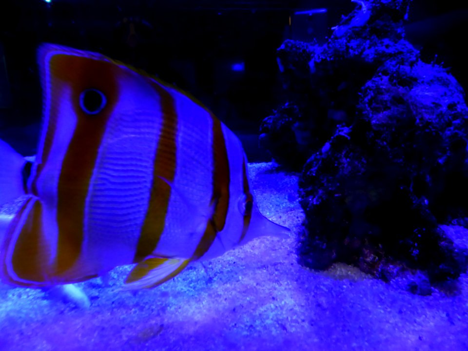 Sealife-Munich-2
