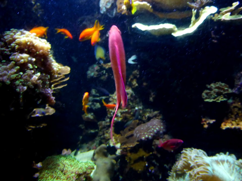 Sealife-Munich-13