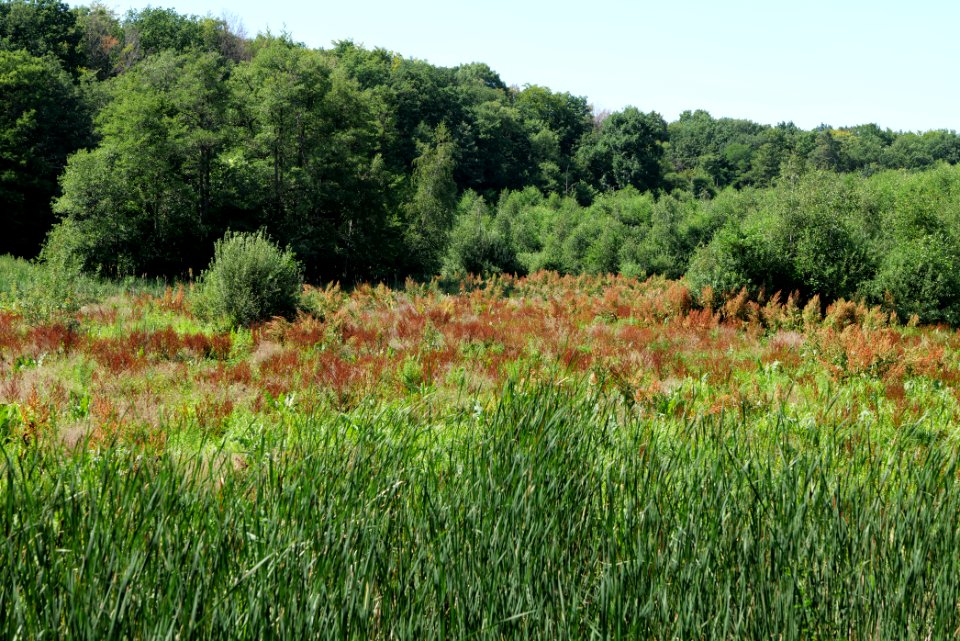 Sedimentation area of Herrensee Strausberg 2020-08-05 18
