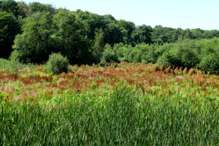 Sedimentation area of Herrensee Strausberg 2020-08-05 18