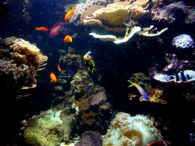 Sealife-Munich-11