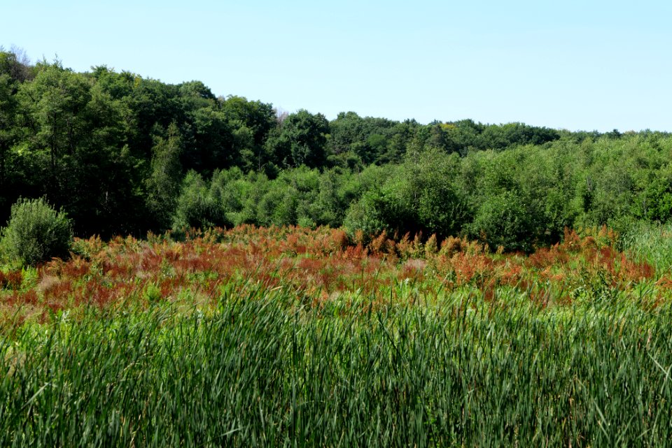 Sedimentation area of Herrensee Strausberg 2020-08-05 09