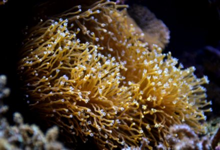Sarcophyton Aquarium tropical du Palais de la Porte Dorée 10 04 2016 2