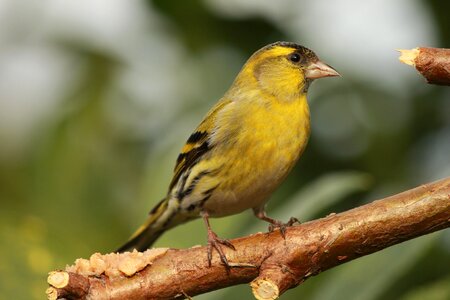 Yellow black beak photo