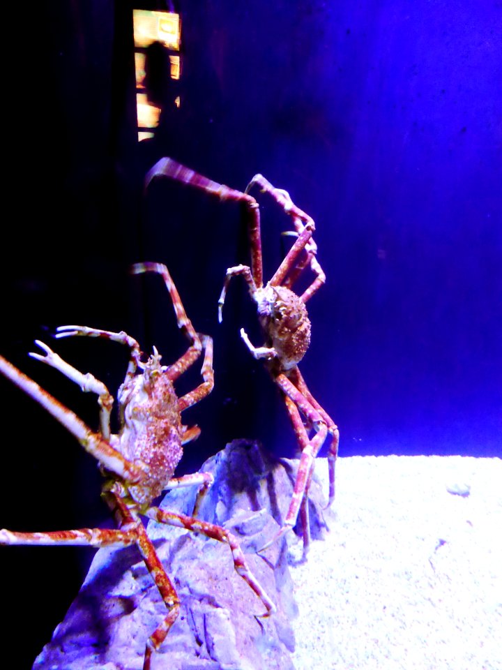Sealife-Munich-33