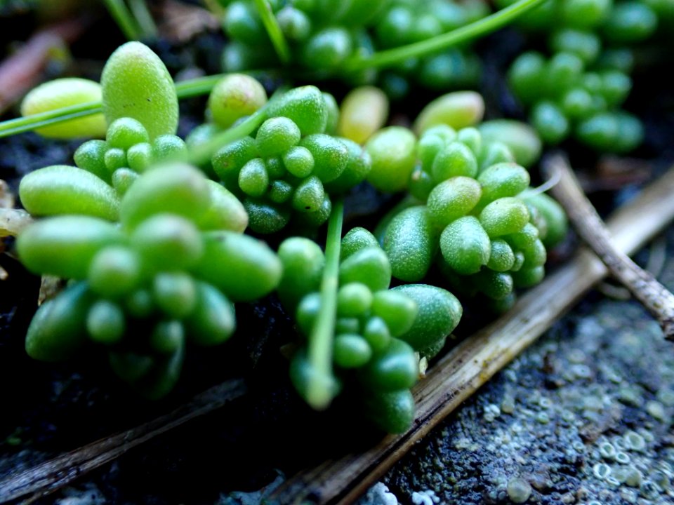 Sedum album 109287413