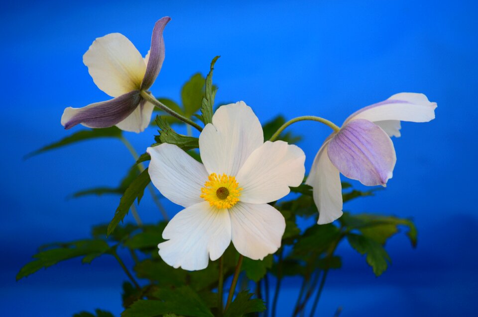 Floral petal plant