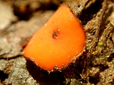 Scutellinia 41663500
