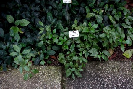 Scutellaria formosana - Botanischer Garten, Dresden, Germany - DSC08637