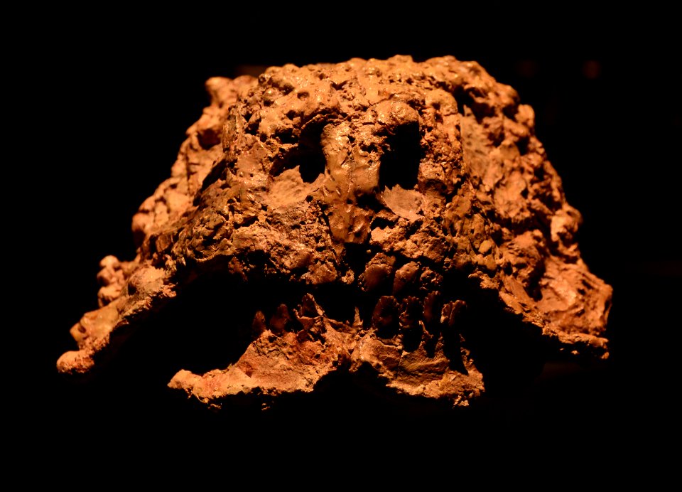 Scutosaurus Musée des Confluences 18102015 2