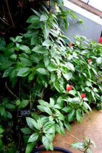 Scutellaria costaricana - Brooklyn Botanic Garden - Brooklyn, NY - DSC08172