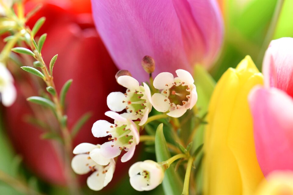 Bouquet tulip bouquet federal government