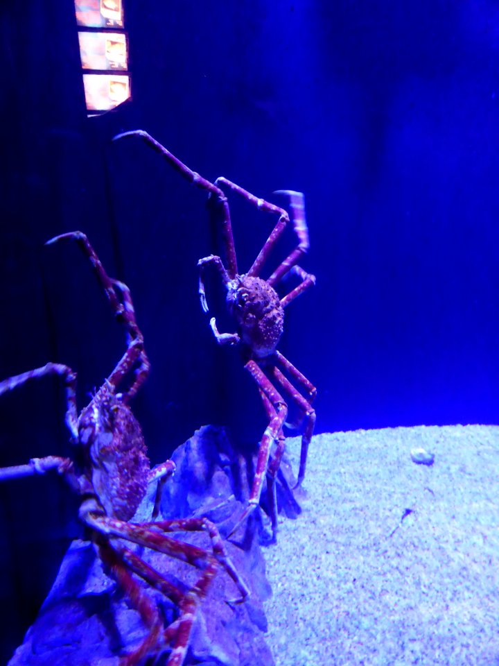 Sealife-Munich-31