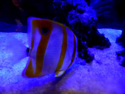 Sealife-Munich-3
