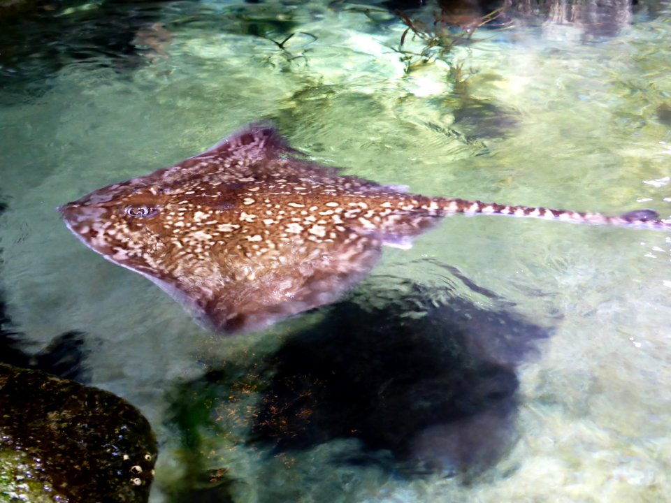 Sealife-Munich-25