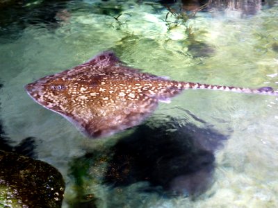 Sealife-Munich-25