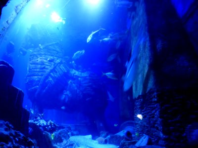 Sealife-Munich-36