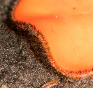 Scutellinia scutellata 8699966