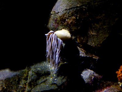 Sealife-Munich-19