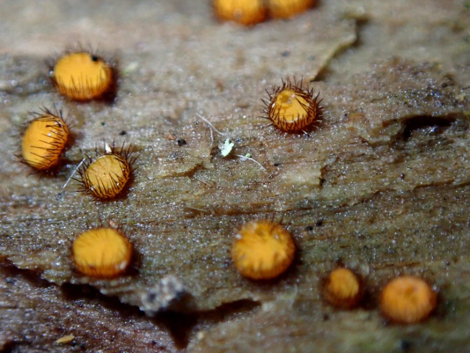 Scutellinia setosa 27018810