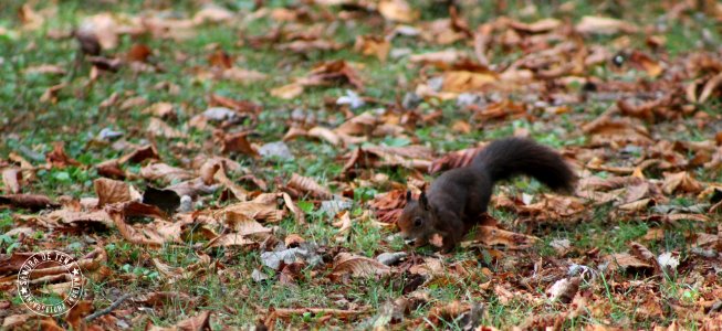 Searching For Food (159138659)