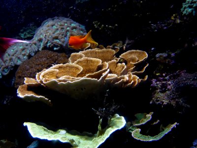 Sealife-Munich-14