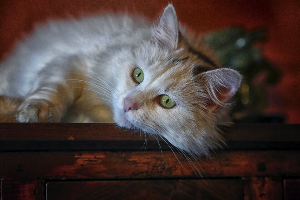 Longhair cat cat eyes cat face