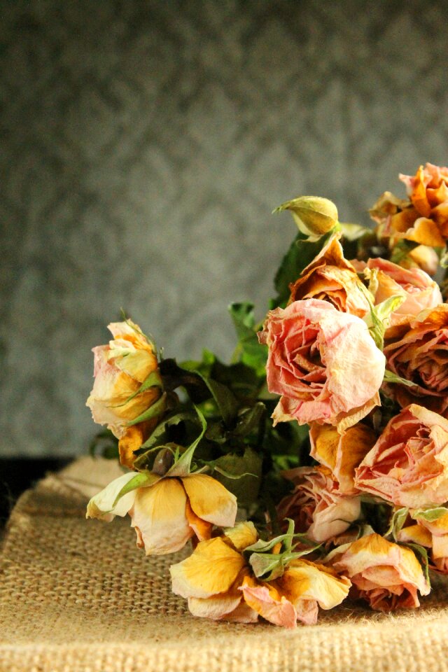 Bouquet dry fade