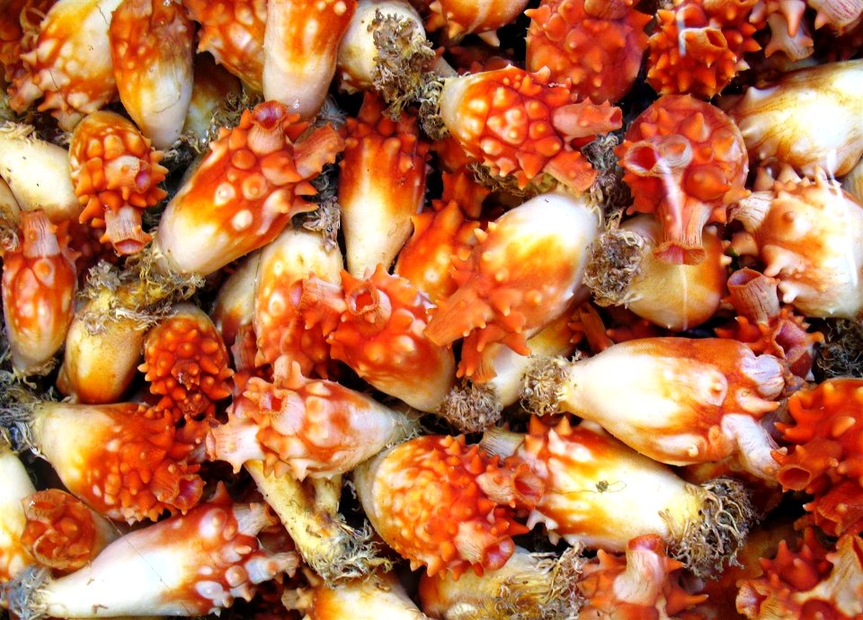 SeaSquirt