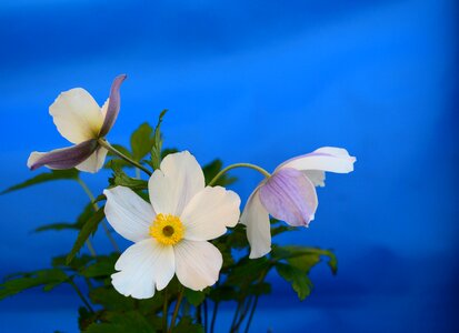 Floral petal plant