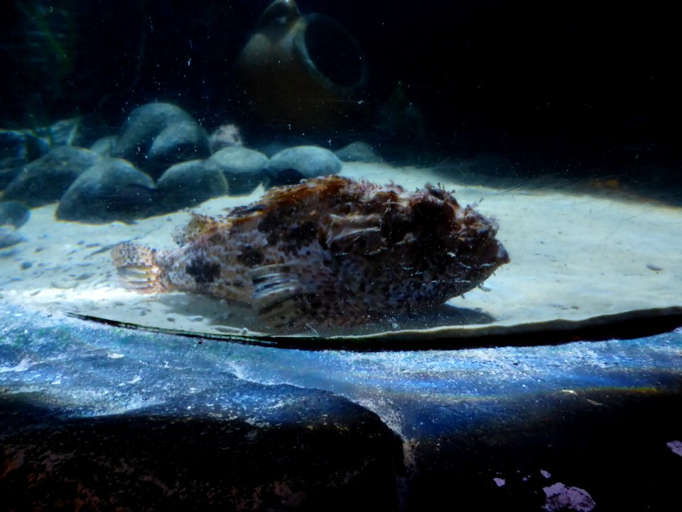 Sealife-Munich-29