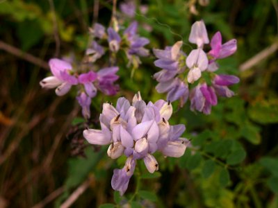 Securigera varia, lavender form, 2020-06-22, Mount Lebanon, 02