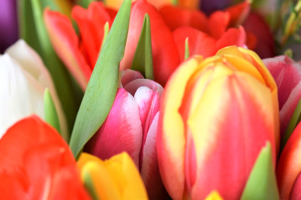Bouquet tulip bouquet federal government