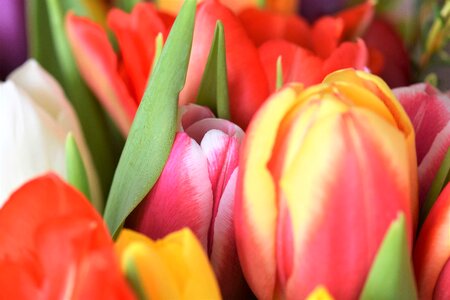 Bouquet tulip bouquet federal government