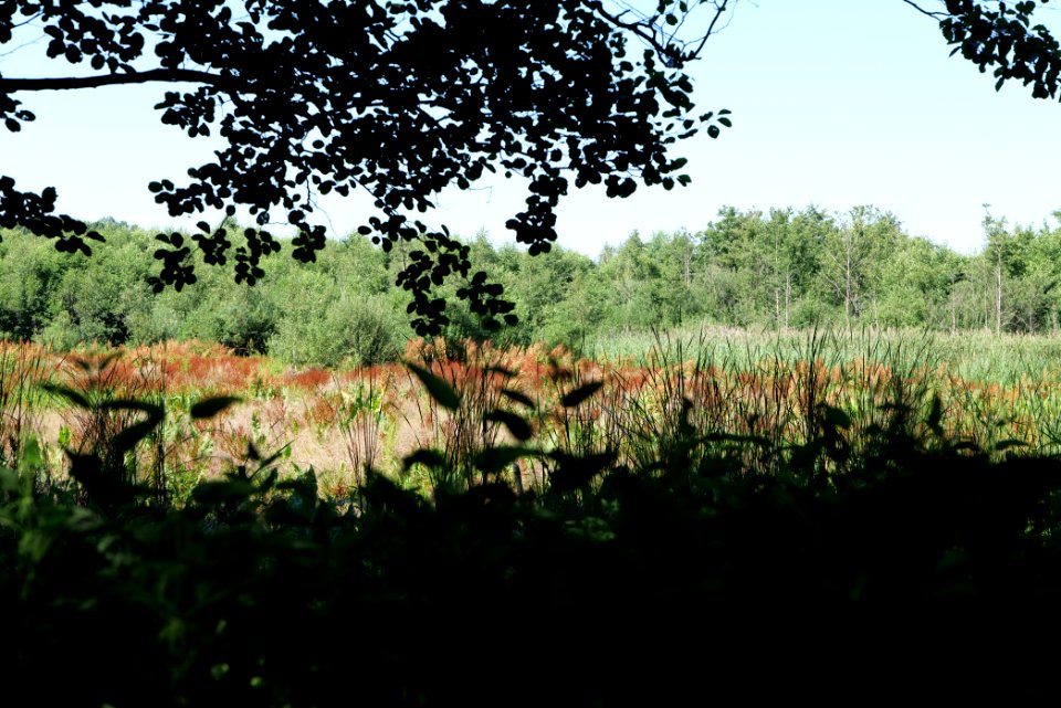 Sedimentation area of Herrensee Strausberg 2020-08-05 22