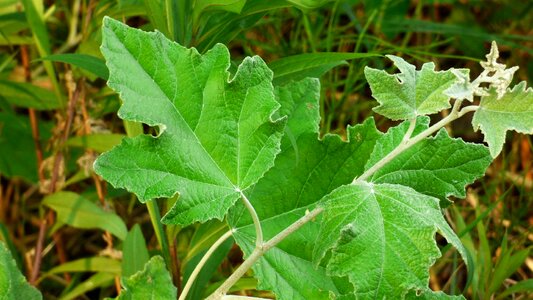 Poplar forest nature