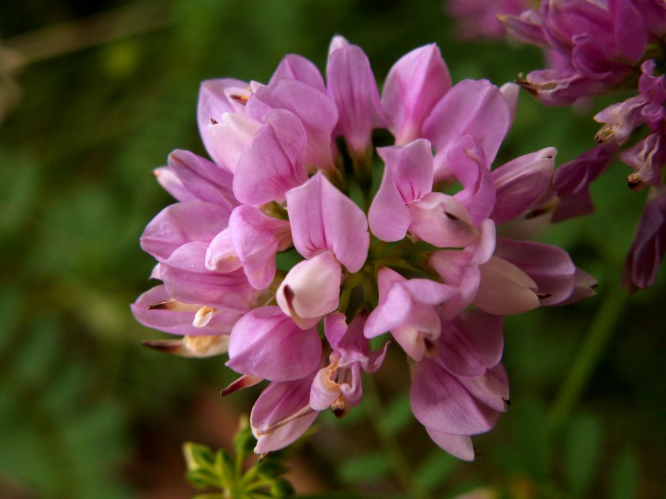 Securigera varia, 2020-06-22, Mount Lebanon, 01