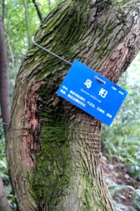 Sapium sebiferum - Chengdu Botanical Garden - Chengdu, China - DSC03358