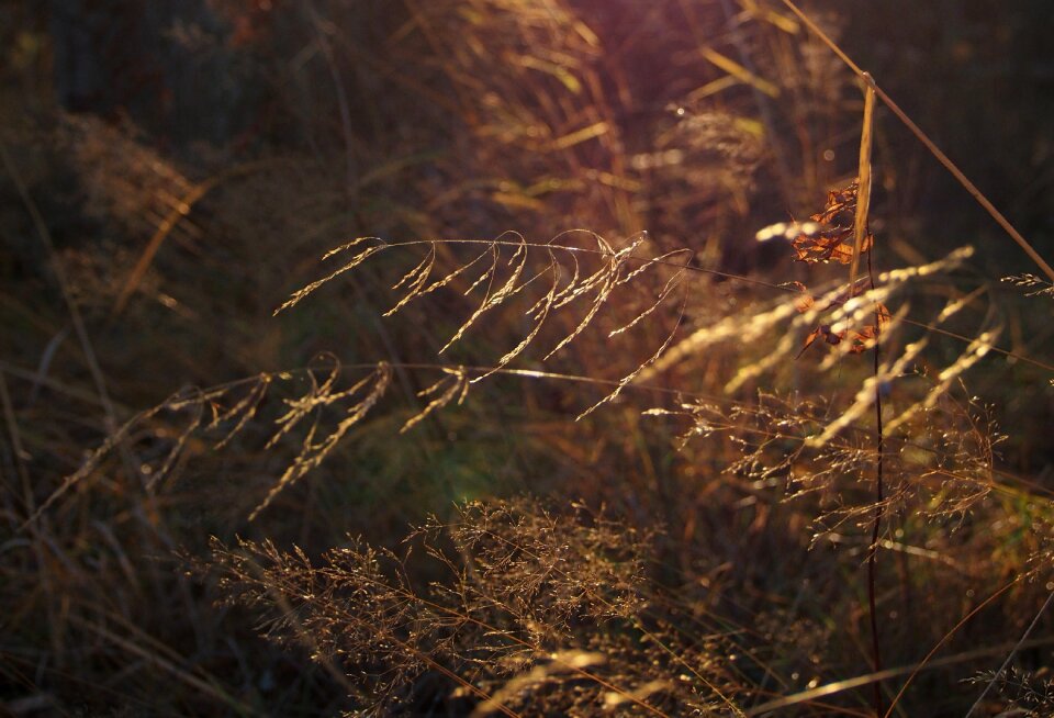 Nature finnish autumn photo