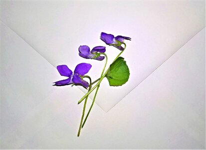 Purple viola spring