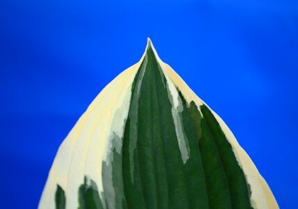 Leaf variegated foliage photo