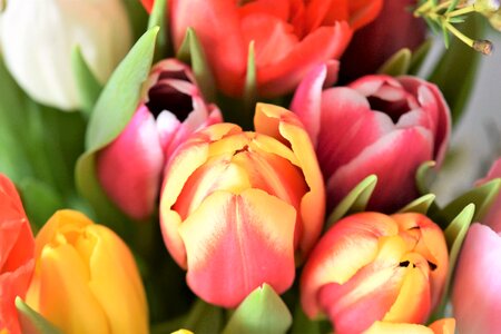 Bouquet tulip bouquet federal government