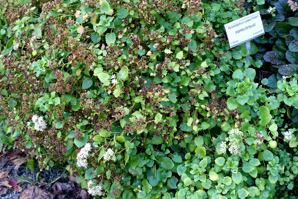 Sedum populifolium (Hylotelephium populifolium) - Bergianska trädgården - Stockholm, Sweden - DSC00527